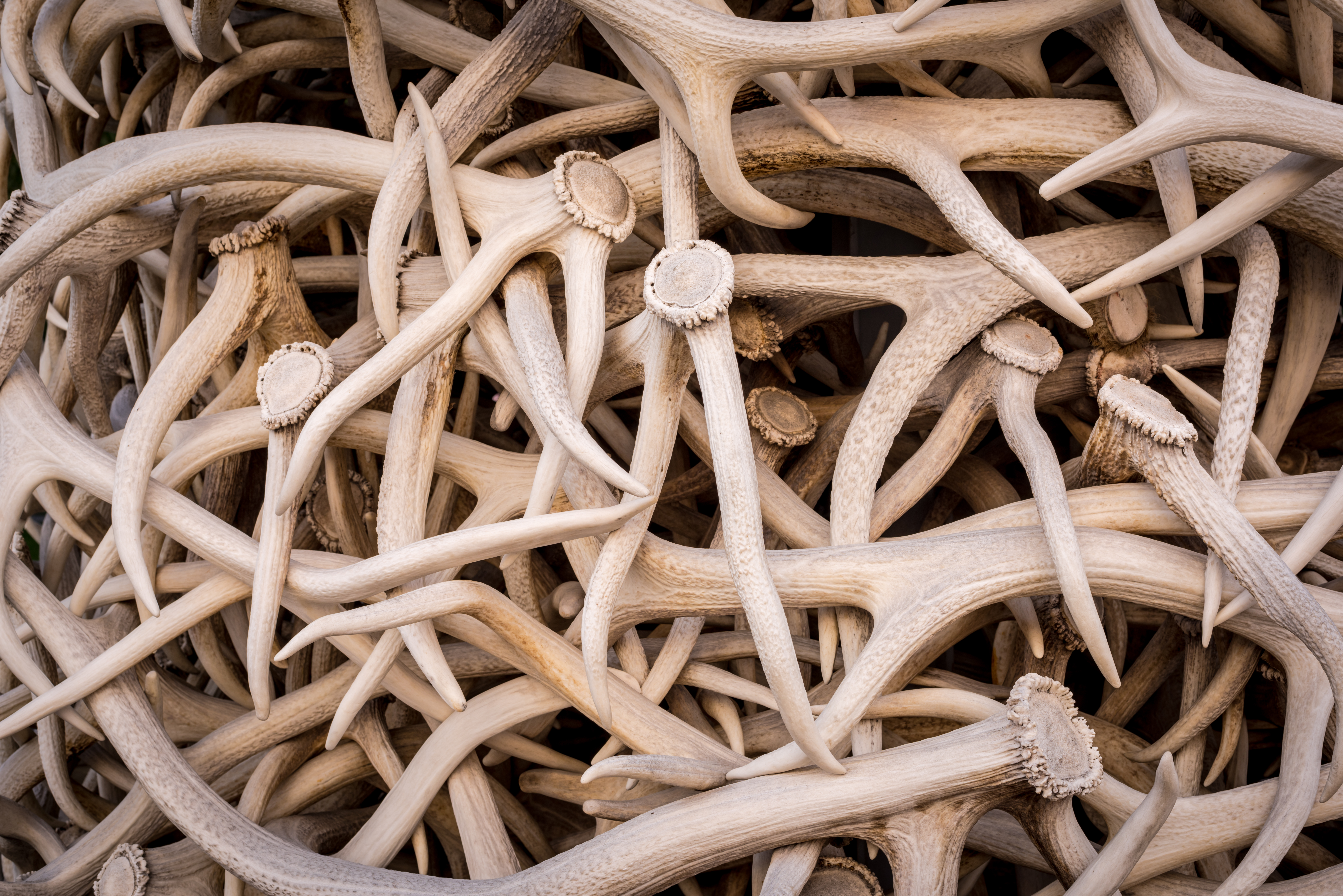 Closeup of pile of elk antlers in Jackson Hole, Wyoming