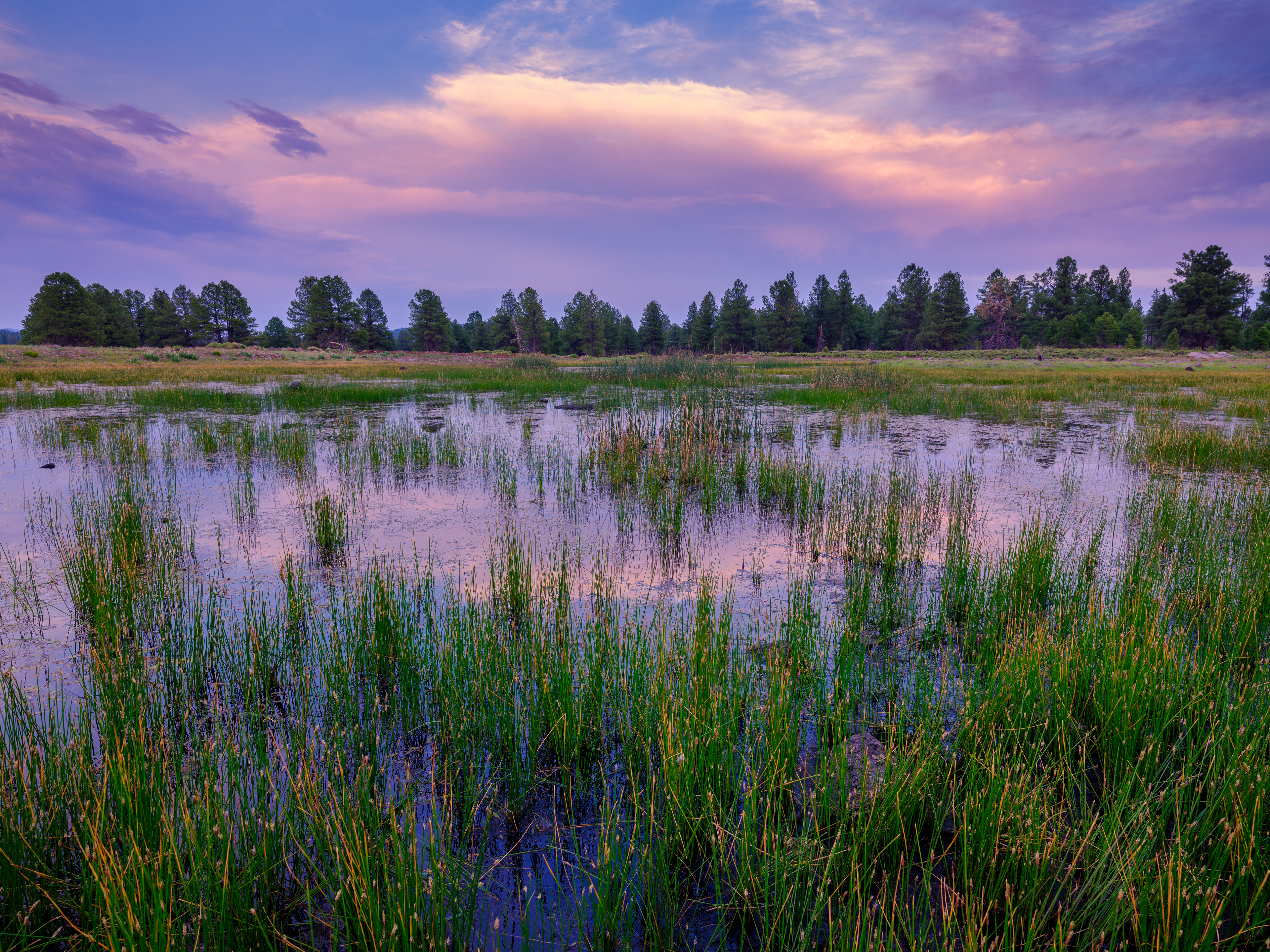 Meadow and marshland with purple sky and clouds reflecting in the water.