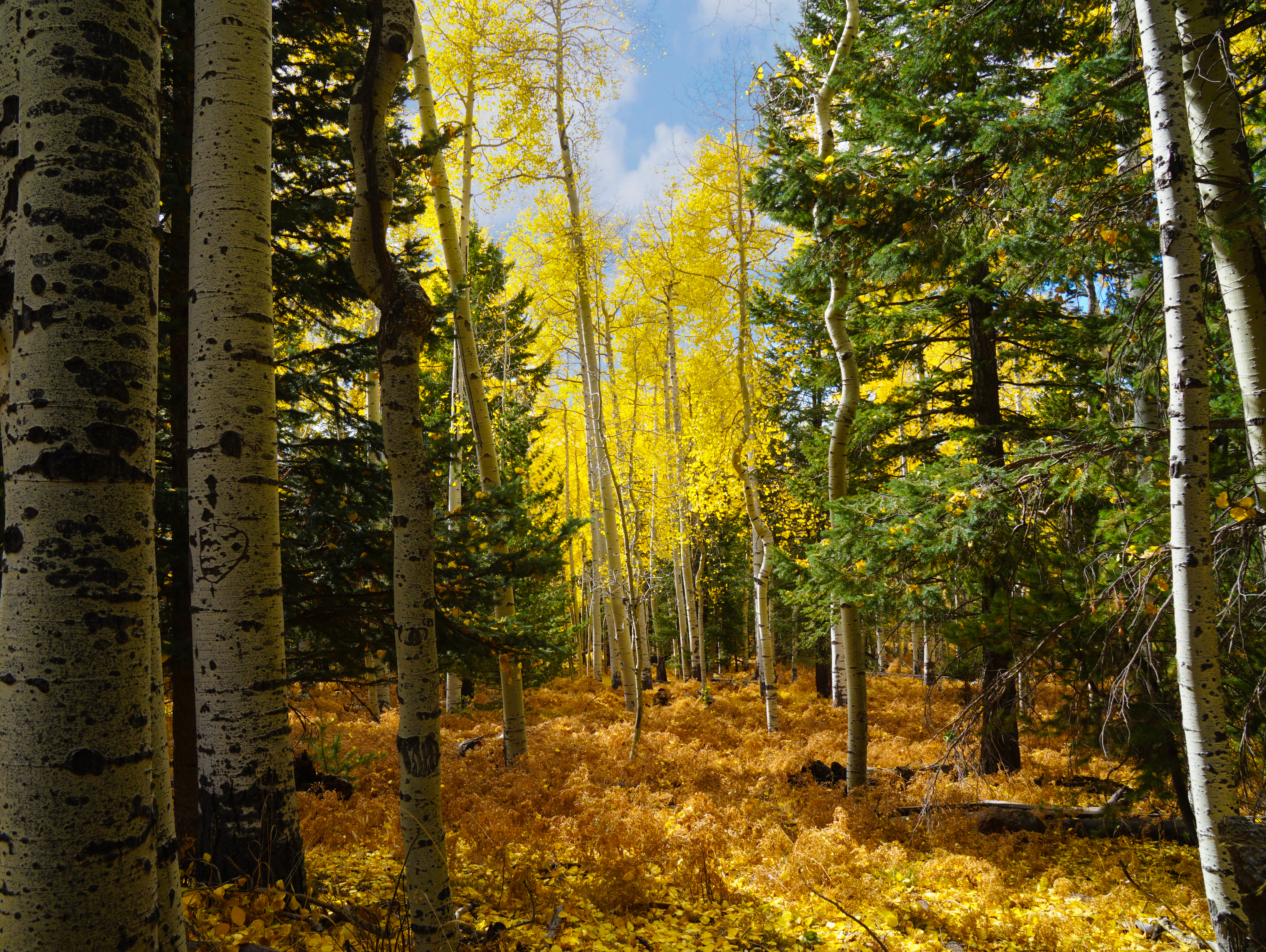aspen and ponderosa pine forest in Flagstaff, AZ
