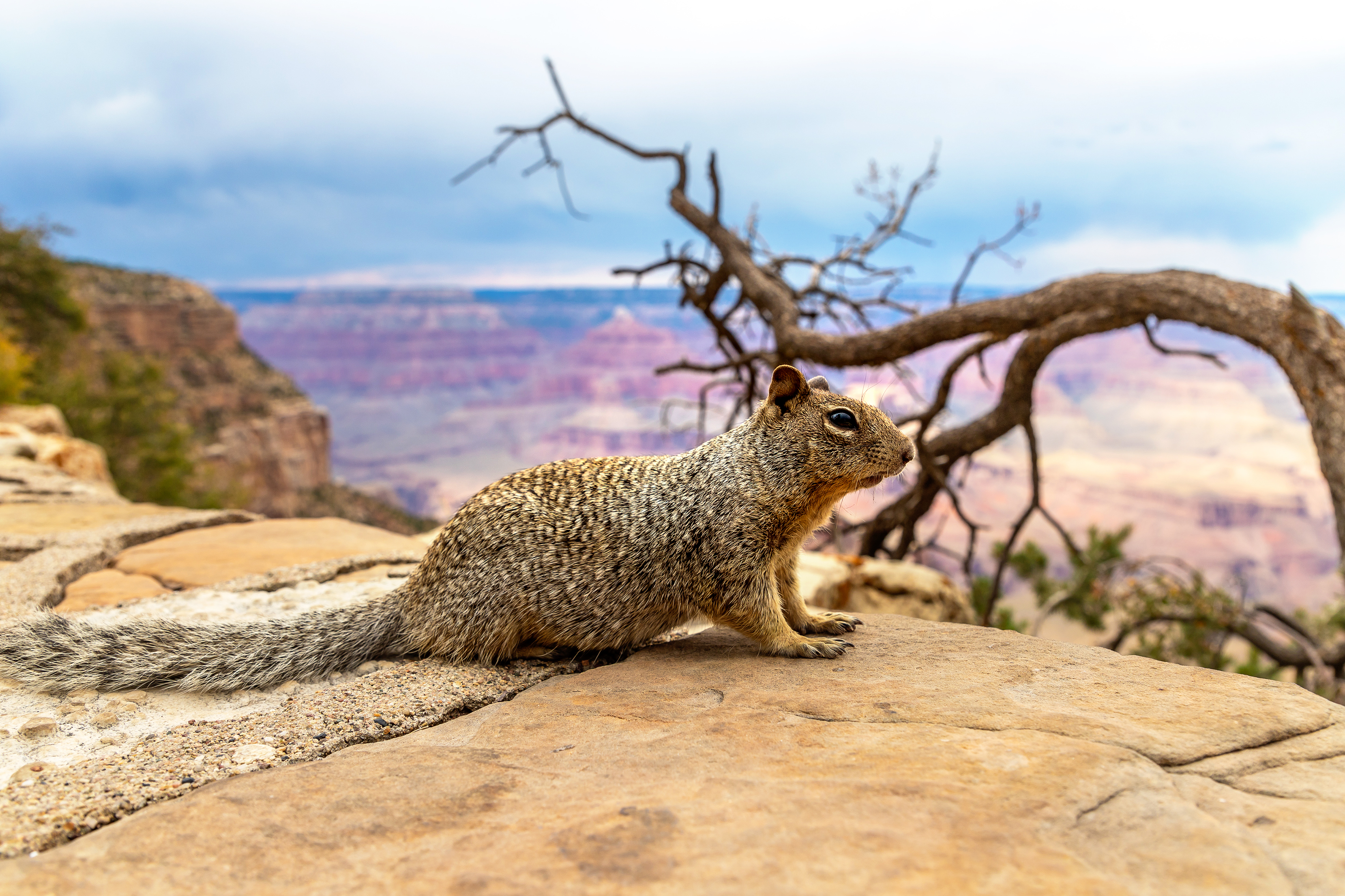 rock squirrel with view of Grand Canyon as backdrop