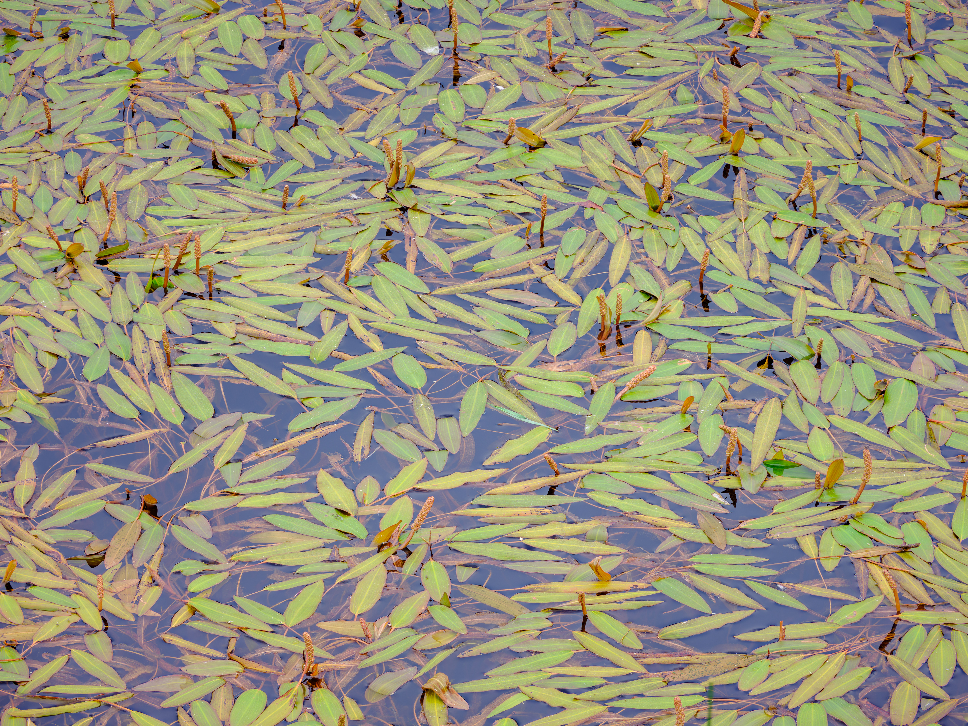 green leaves and plants visible under water in marsh setting