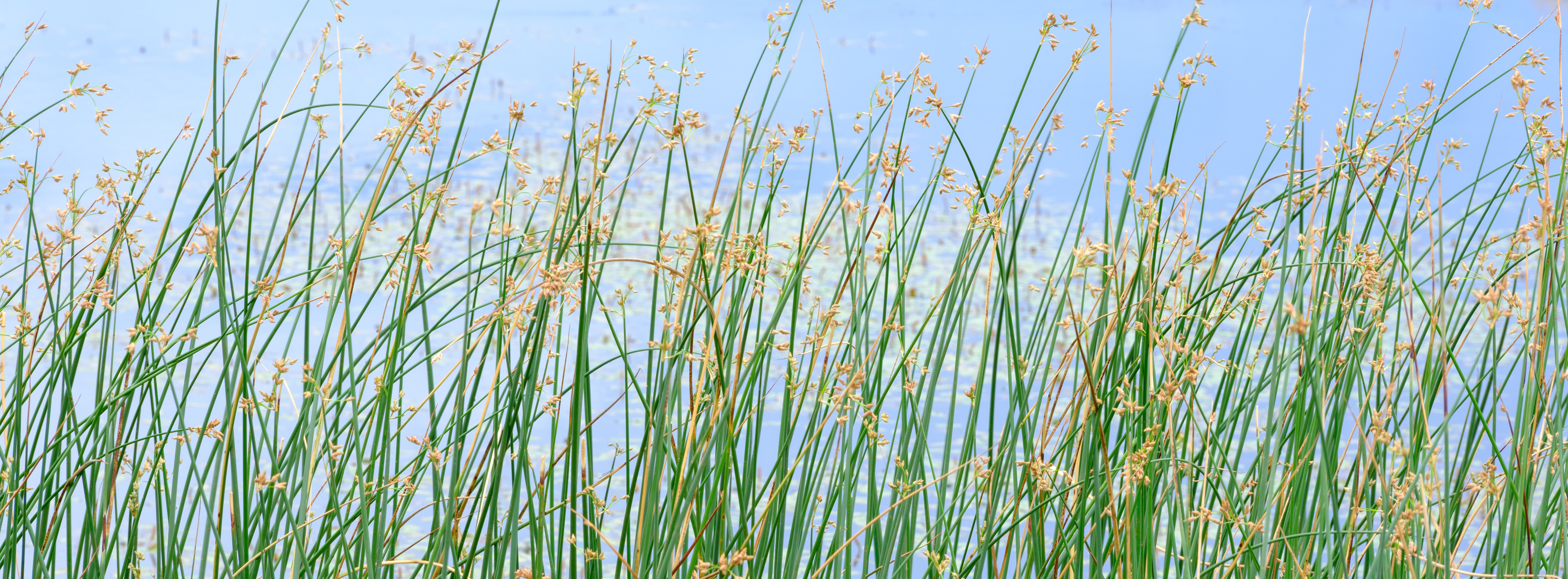 panoramic flowering green grasses against the backdrop of a blue sky