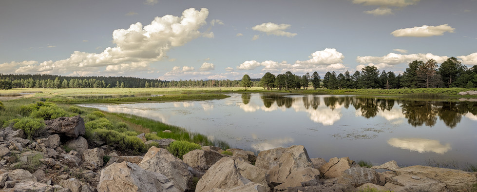An idyllic pond and meadow scene with pine forest in the background and blue sky and white clouds above.