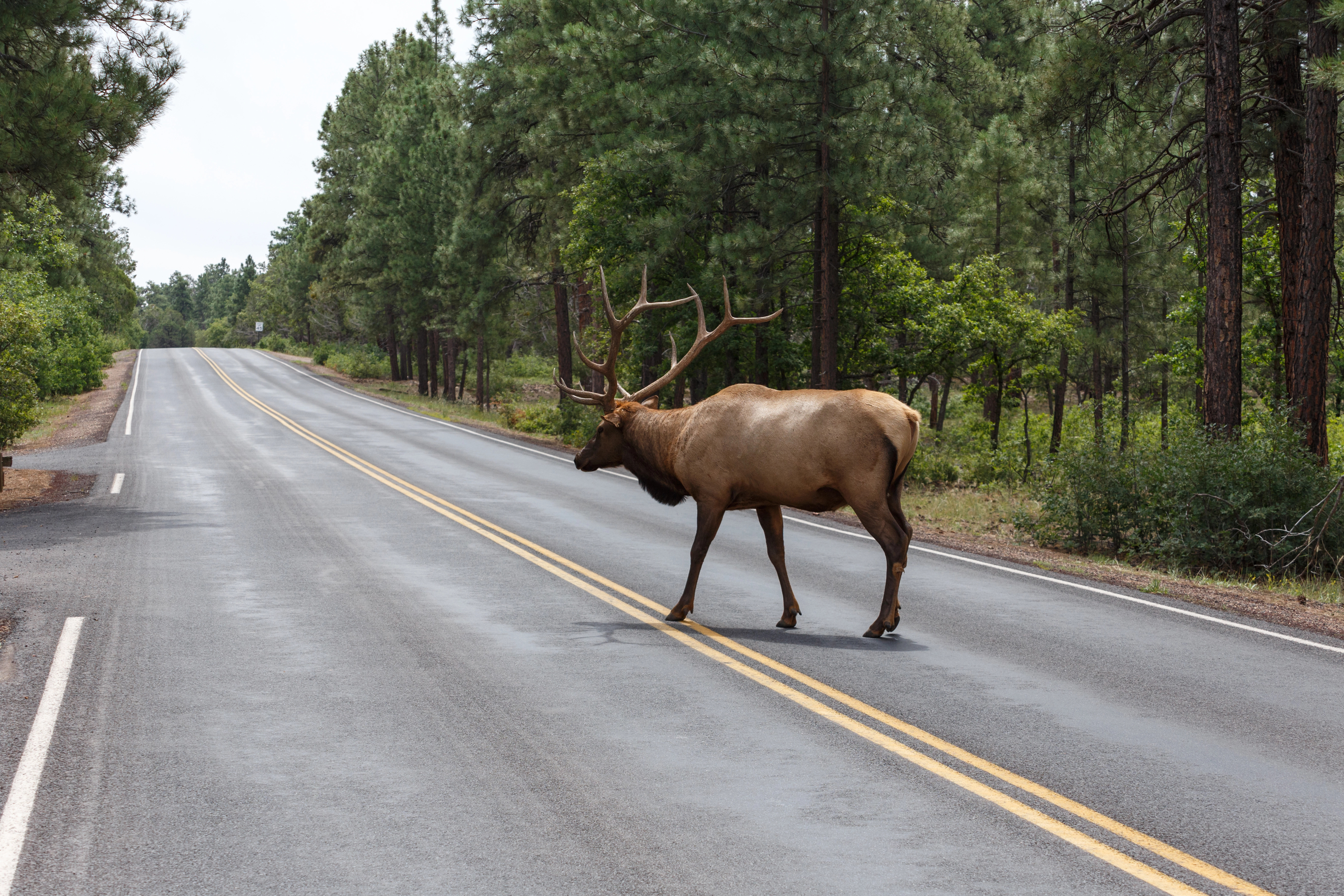 A bull elk with full antlers crossing the road in Grand Canyon National Park