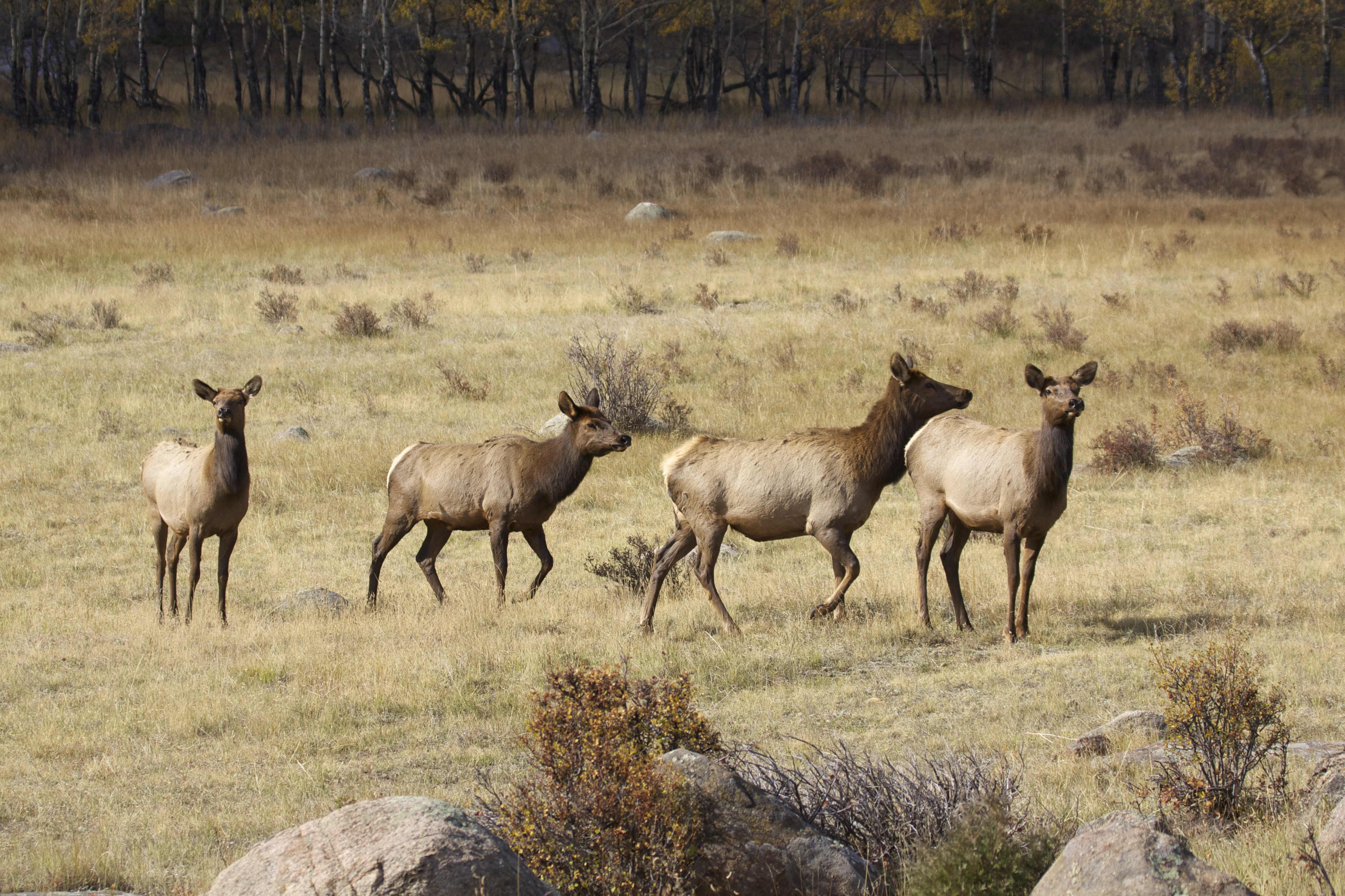 Herd of four cow elk in mountain meadow