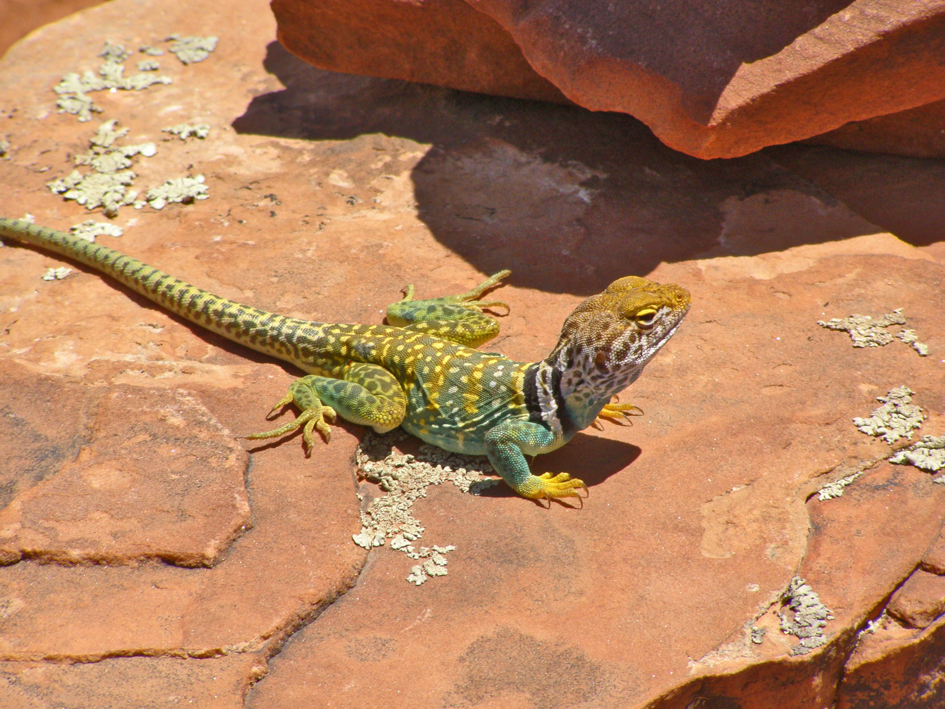 Collared lizard on the Red Rocks of Sedona, AZ
