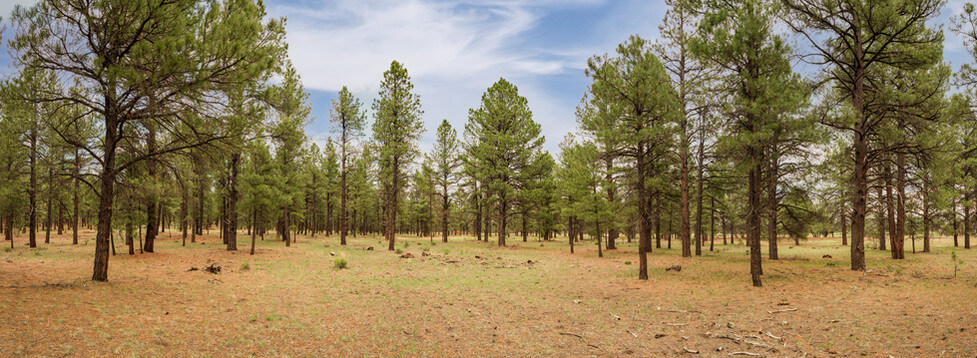 panoramic of ponderosa pine forest and blue sky with white clouds