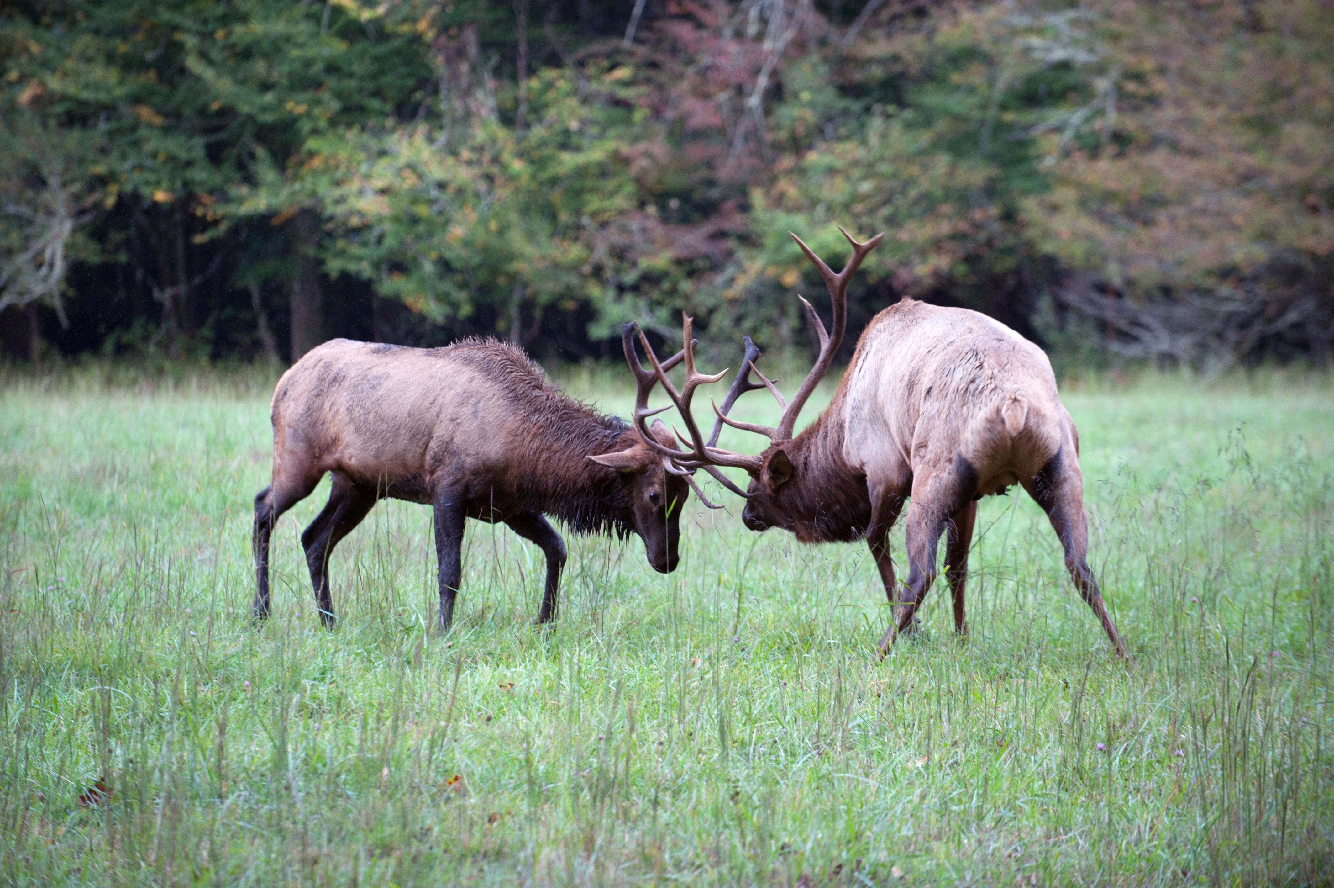 Two bull elk with full antlers sparring during mating season
