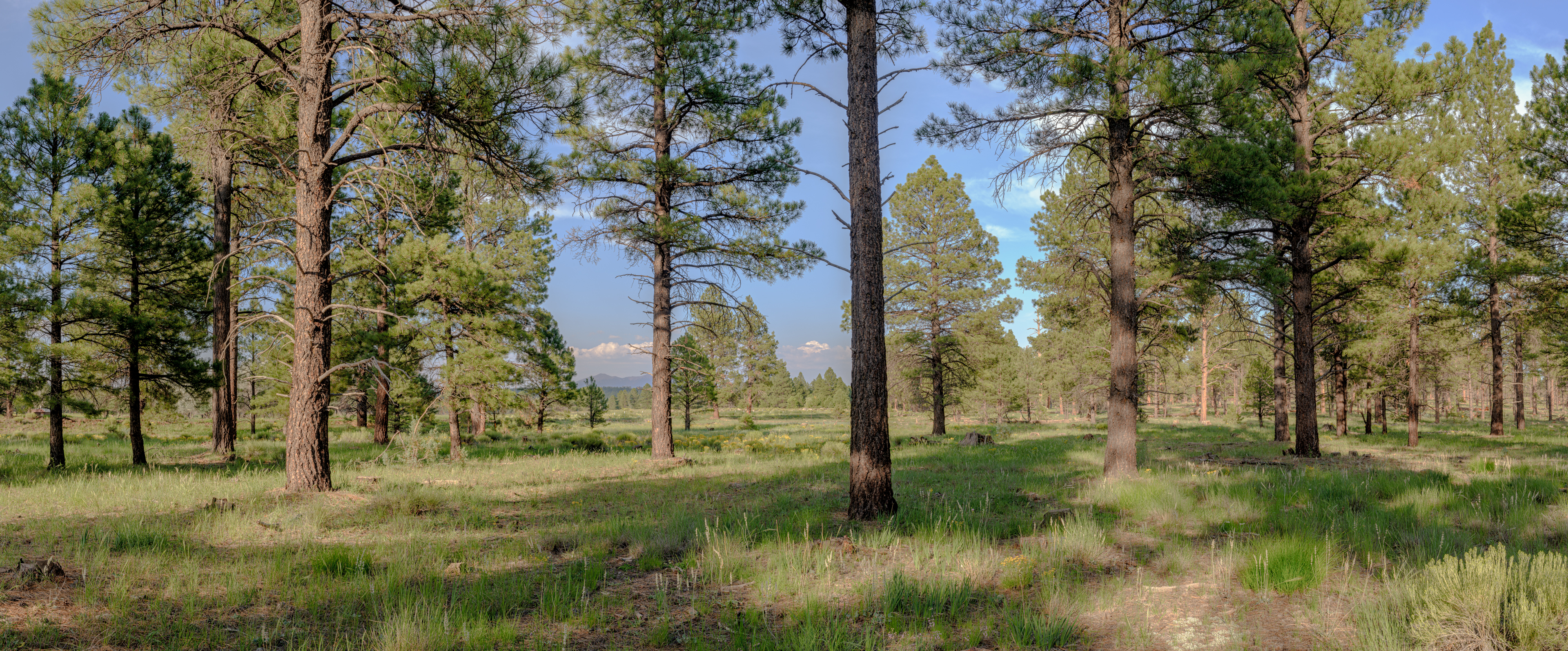 The forest at Backland