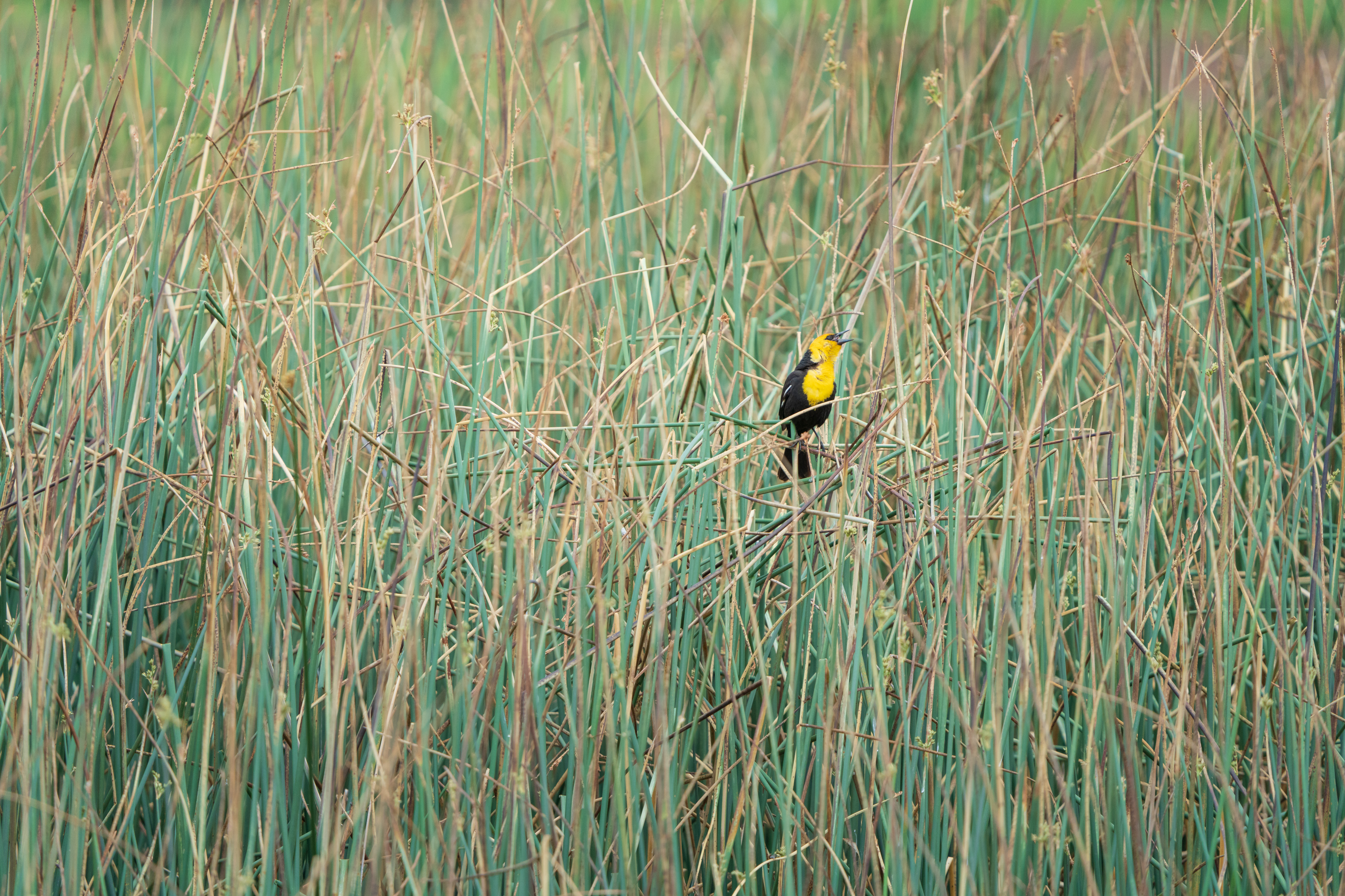 yellow and black bird perched among dry and green grasses