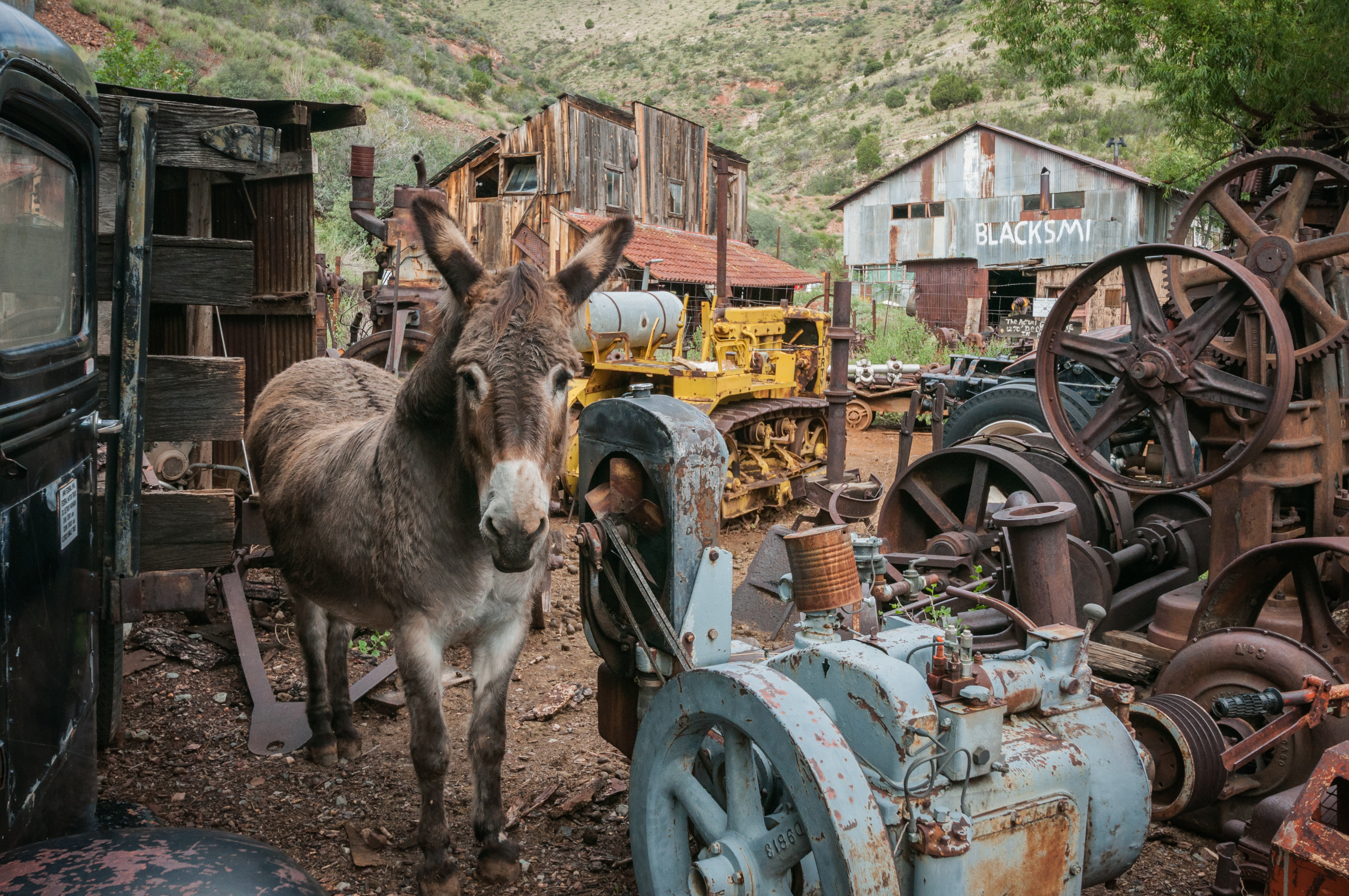 Old wooden buildings with rusted old equipment and a donkey